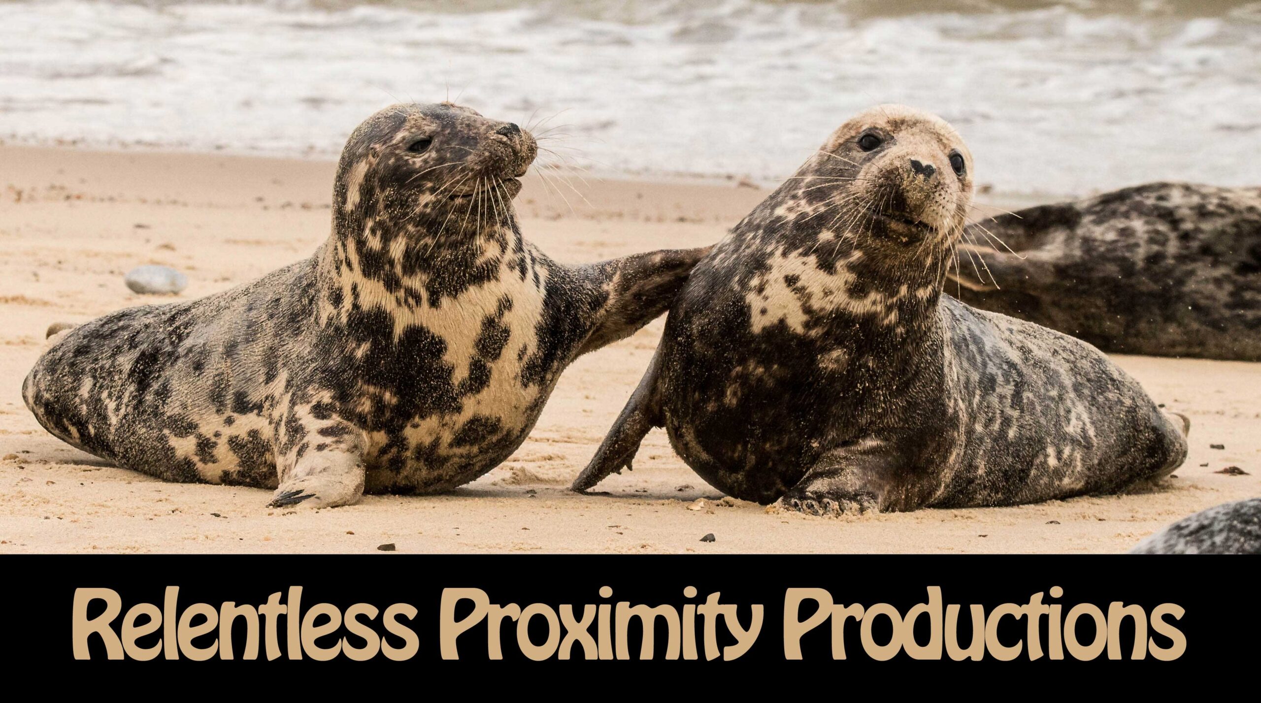 Two seals on a beach. Text reads "Relentless Proximity Productions"